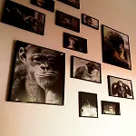 The Mellow Monkey