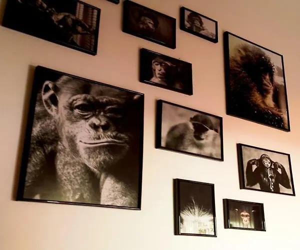 The Mellow Monkey